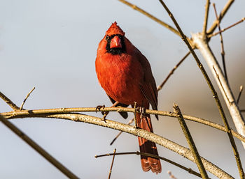 Low angle view of bird perching on pole