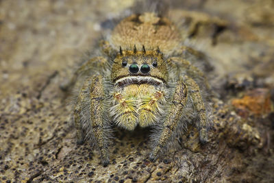 High angle view of an animal on rock