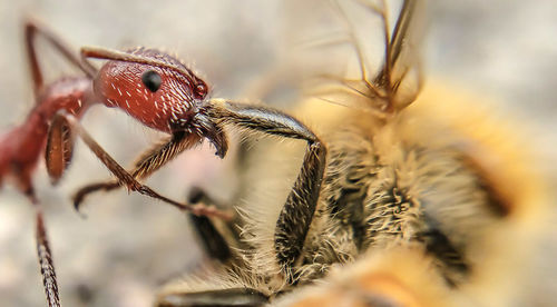 Close-up of ant feeding on bumblebee