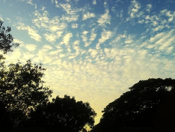 Low angle view of trees against sky