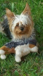 High angle view of dog on field