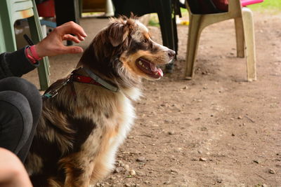 Close-up of dog