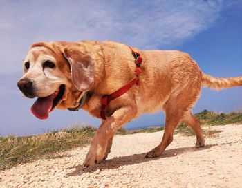 Brown dog lying on land