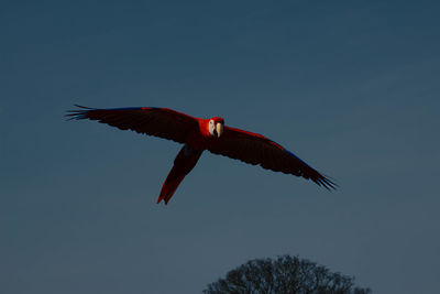 Low angle view of bird flying against clear blue sky