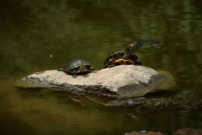 Close-up of turtle in lake