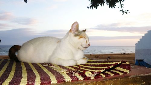 Cat looking at sea