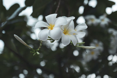Close-up of white flowering plant