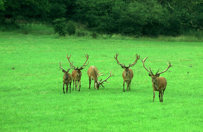 Horses on field in forest