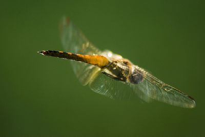 Close-up of insect flying