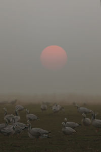 Flock of seagulls on land