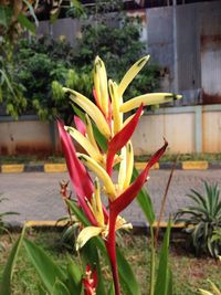 Close-up of flower against blurred background