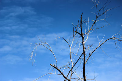 Low angle view of bare tree against blue sky