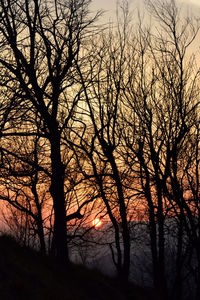 Silhouette of tree at sunset