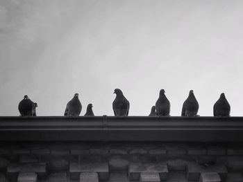 Low angle view of pigeons perching on roof against sky