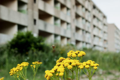 Close up of yellow flowers