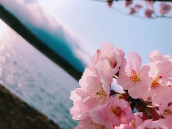 Close-up of pink cherry blossoms against sky