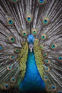 Close-up of peacock