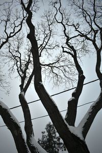 Low angle view of bare tree against sky