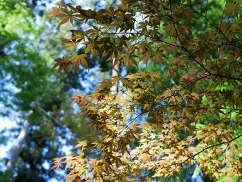 Low angle view of maple leaves on tree