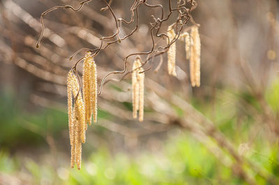 Close-up of hazelnut blossom