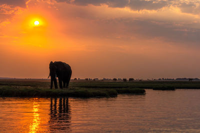 View of elephant in lake against sunset sky