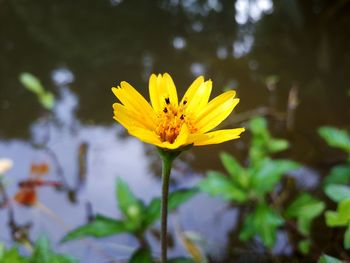 Close-up of yellow flower