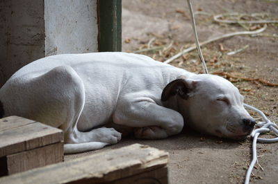 Close-up of sleeping cat