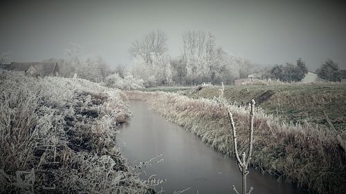 Panoramic shot of trees against sky