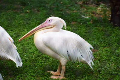 Close-up of pelican on field