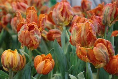 Close-up of orange tulips