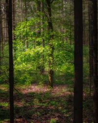 Trees in forest