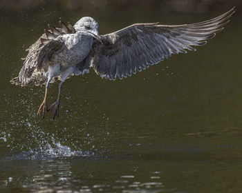 Bird flying over lake