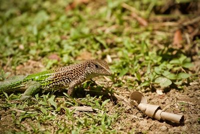 Close-up of lizard on grass