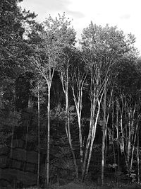 Panoramic view of trees in forest against sky