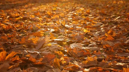 Full frame shot of maple leaves on field