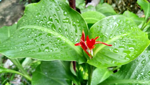 High angle view of wet red flower buds on field during rainy season