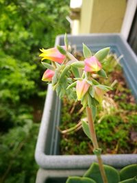 Close-up of flowers