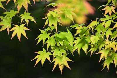 Close-up of maple leaves