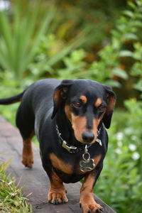 Portrait of dog sitting on grass