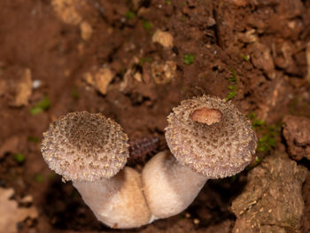 fungus