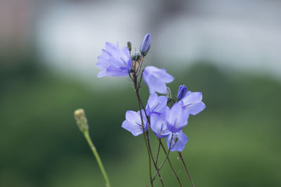 Close-up of purple flowers