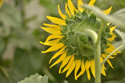 Close-up of yellow flowers