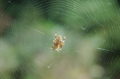 Close-up of spider on web