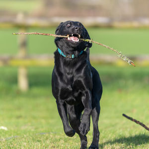 Close up of a young black labrador running with a stick in it's mouth