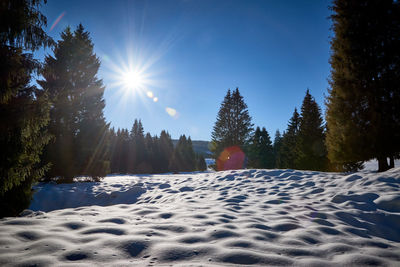 Trees on snow covered land against sky