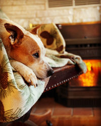 Dog resting by fireplace waiting for its owner.