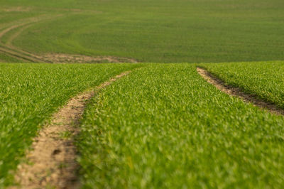 Scenic view of agricultural field