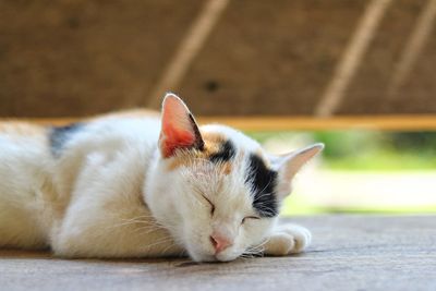 Close-up of cat sleeping