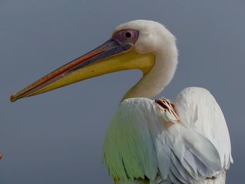 Close-up of pelican against blue sky