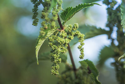 Close-up of plant